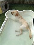 daycare pic 73 - Trigger in pool